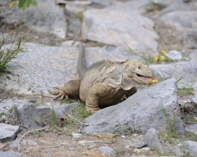 Iguana, Land, eating flower-052717-Santa Fe Island-#0291.jpg