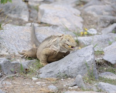 Iguana, Land, eating flower-052717-Santa Fe Island-#0307.jpg