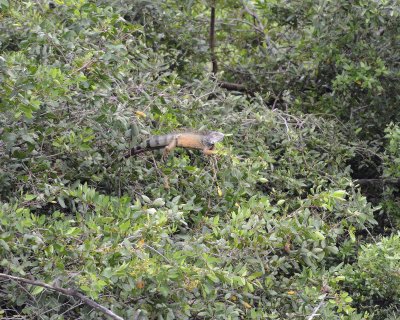 Iguana, Land-051517-Manglares Churute Ecological Reserve, Ecuador-#0028.jpg