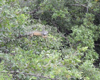 Iguana, Land-051517-Manglares Churute Ecological Reserve, Ecuador-#0035.jpg