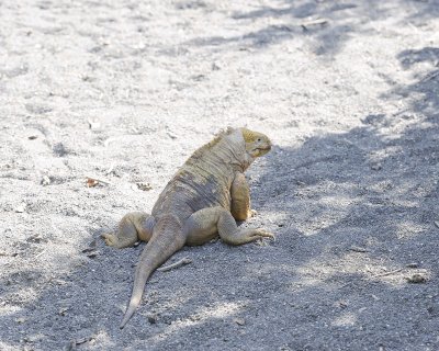 Iguana, Land-052017-Isabela Island-#1165.jpg