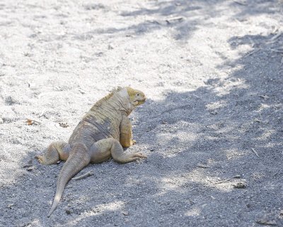 Iguana, Land-052017-Isabela Island-#1166.jpg