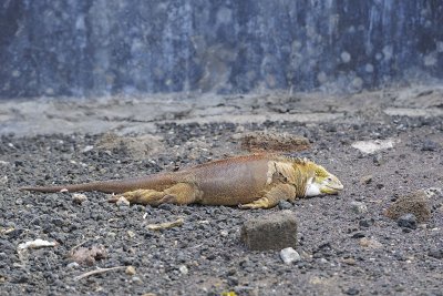 Iguana, Land-052317-El Chato 2 Ranch Eco Reserve-#0326.jpg