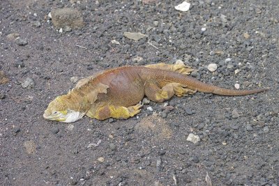 Iguana, Land-052317-El Chato 2 Ranch Eco Reserve-#0333.jpg