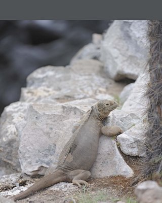 Iguana, Land-052717-Santa Fe Island-#0046.jpg