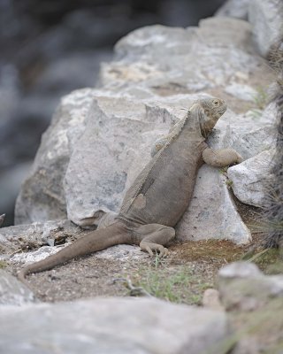 Iguana, Land-052717-Santa Fe Island-#0066.jpg