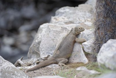 Iguana, Land-052717-Santa Fe Island-#0136.jpg