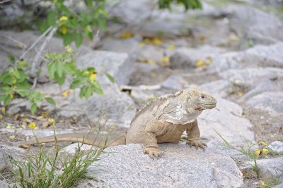Iguana, Land-052717-Santa Fe Island-#0219.jpg
