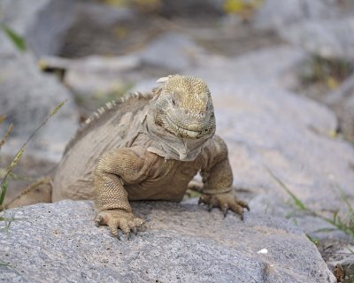 Iguana, Land-052717-Santa Fe Island-#0238.jpg