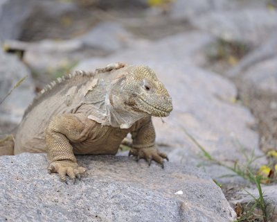 Iguana, Land-052717-Santa Fe Island-#0239.jpg