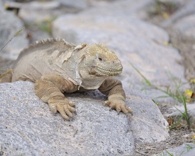 Iguana, Land-052717-Santa Fe Island-#0249.jpg