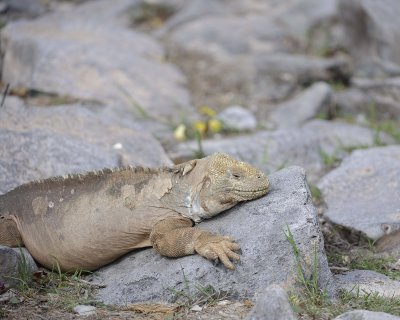 Iguana, Land-052717-Santa Fe Island-#0471.jpg