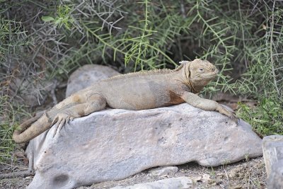 Iguana, Land-052717-Santa Fe Island-#0484.jpg