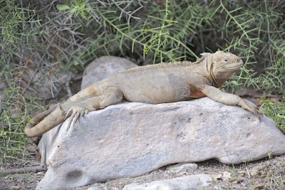 Iguana, Land-052717-Santa Fe Island-#0506.jpg