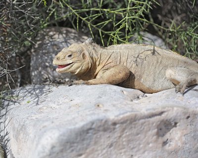 Iguana, Land-052717-Santa Fe Island-#0594.jpg