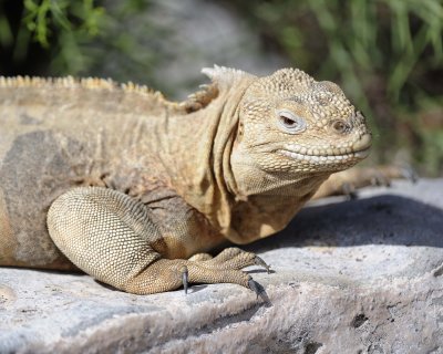 Iguana, Land-052717-Santa Fe Island-#0635.jpg