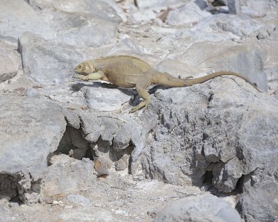 Iguana, Land-052717-Santa Fe Island-#0641.jpg