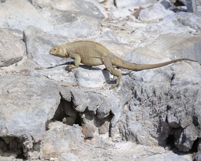 Iguana, Land-052717-Santa Fe Island-#0642.jpg