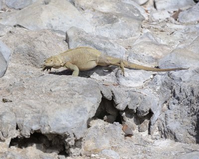 Iguana, Land-052717-Santa Fe Island-#0643.jpg