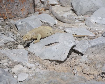 Iguana, Land-052717-Santa Fe Island-#0732.jpg