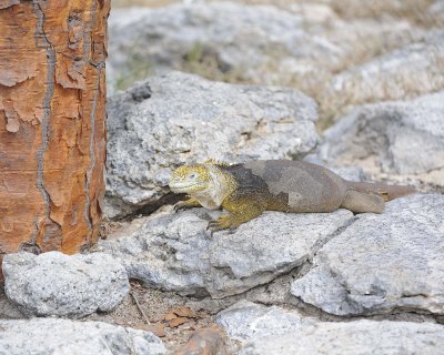 Iguana, Land-052717-Santa Fe Island-#0816.jpg