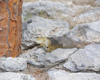 Iguana, Land-052717-Santa Fe Island-#0818.jpg