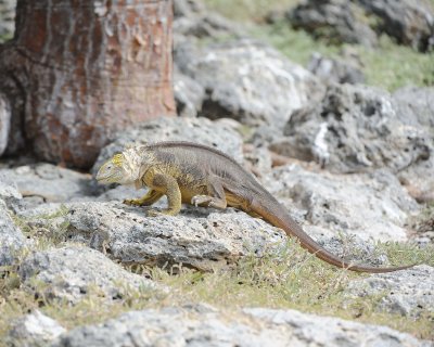 Iguana, Land-052717-Santa Fe Island-#0841.jpg