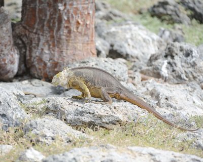 Iguana, Land-052717-Santa Fe Island-#0842.jpg