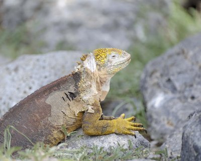 Iguana, Land-052717-Santa Fe Island-#0890.jpg