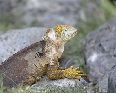 Iguana, Land-052717-Santa Fe Island-#0891.jpg