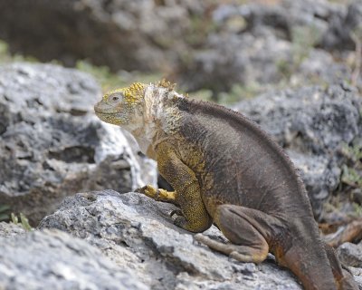 Iguana, Land-052717-Santa Fe Island-#0897.jpg