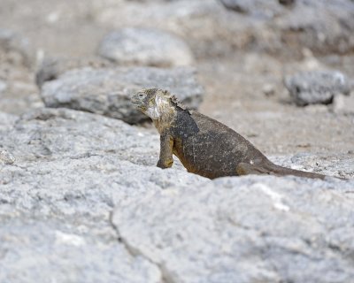 Iguana, Land-052717-Santa Fe Island-#0930.jpg