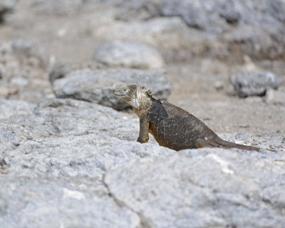 Iguana, Land-052717-Santa Fe Island-#0933.jpg