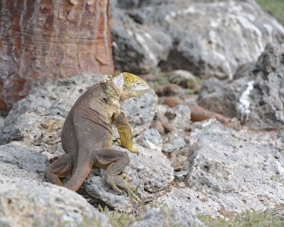 Iguana, Land-052717-Santa Fe Island-#0955.jpg