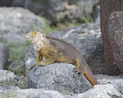 Iguana, Land-052717-Santa Fe Island-#0981.jpg