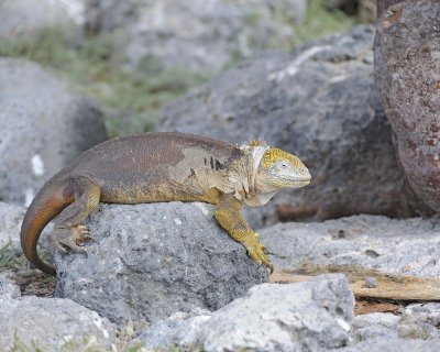 Iguana, Land-052717-Santa Fe Island-#1015.jpg