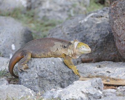 Iguana, Land-052717-Santa Fe Island-#1016.jpg