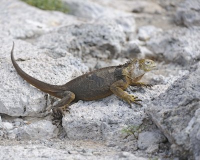 Iguana, Land-052717-Santa Fe Island-#1040.jpg
