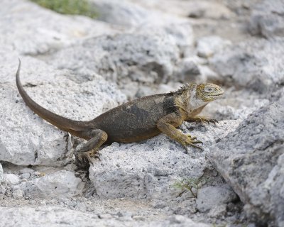 Iguana, Land-052717-Santa Fe Island-#1042.jpg