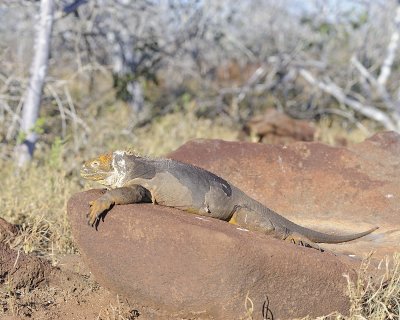 Iguana, Land-053017-North Seymour-#0403.jpg