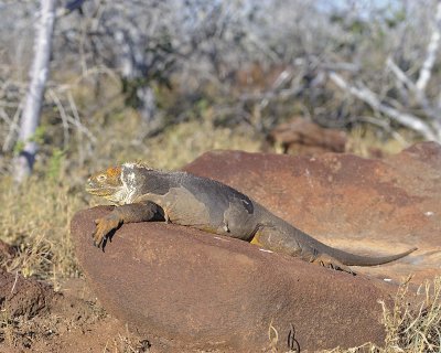 Iguana, Land-053017-North Seymour-#0404.jpg