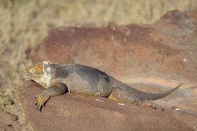 Iguana, Land-053017-North Seymour-#0417.jpg
