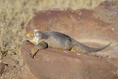 Iguana, Land-053017-North Seymour-#0421.jpg