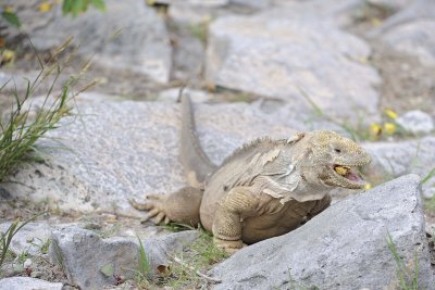 Iguana, Land-eating flower-052717-Santa Fe Island-#0312.jpg