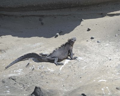 Iguana, Marine-052017-Fernandina Island-#0783.jpg