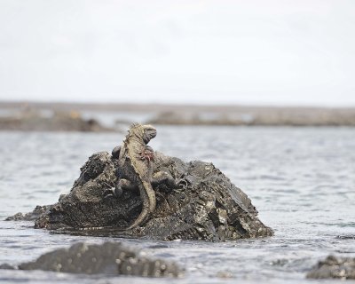 Iguana, Marine-052117-Isabella Island-#0657.jpg