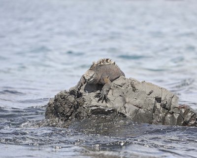 Iguana, Marine-052117-Isabella Island-#0678.jpg