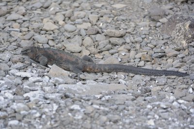 Iguana, Marine-052517- Gardner Bay, Espanola Island-#0438.jpg