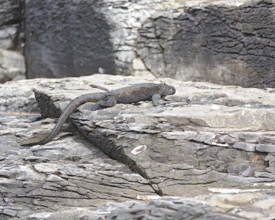 Iguana, Marine-052517- Gardner Bay, Espanola Island-#0442.jpg