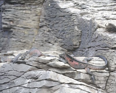 Iguana, Marine-052517- Gardner Bay, Espanola Island-#0444.jpg
